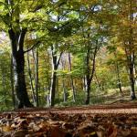 "La magia dell’autunno tra i faggi del Parco del Partenio"