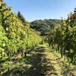 Enorme. Piccolo salone del vino artigianale