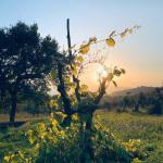 Enorme. Piccolo salone del vino artigianale