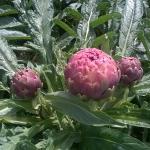 "Carciofo Preturese"