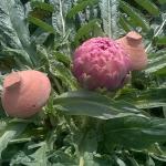 "Carciofo Preturese"